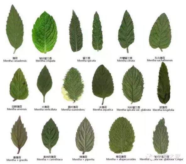 薄荷屬，你了解多少？