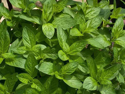 薄荷屬，你了解多少？