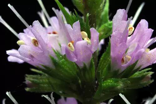 薄荷屬，你了解多少？