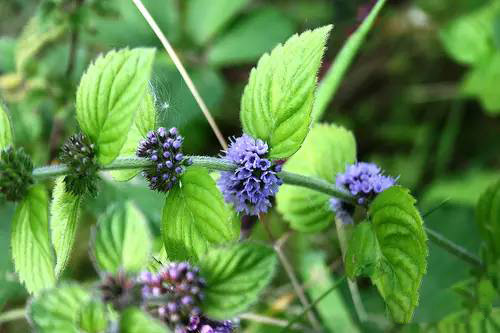 薄荷屬，你了解多少？