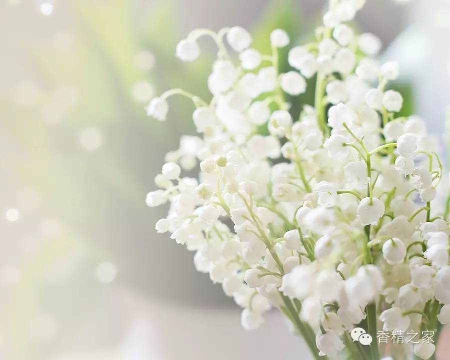 一款香水里有多少成分才足夠？