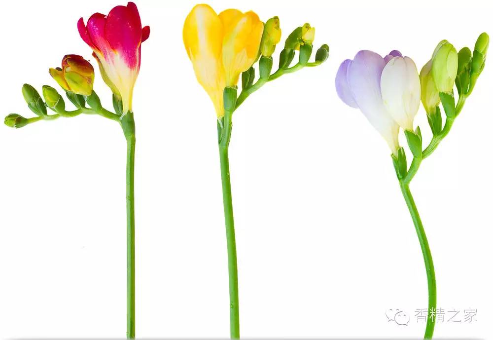 小蒼蘭:鮮花初長(zhǎng)成 小蒼蘭:鮮花初長(zhǎng)成