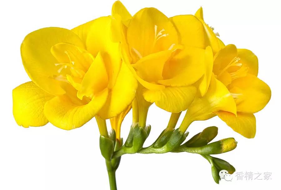 小蒼蘭:鮮花初長(zhǎng)成 小蒼蘭:鮮花初長(zhǎng)成