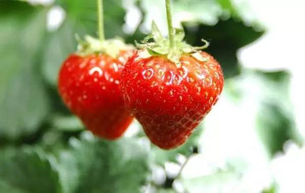 調(diào)香中常見(jiàn)水果的香料成分 調(diào)香中常見(jiàn)水果的香料成分