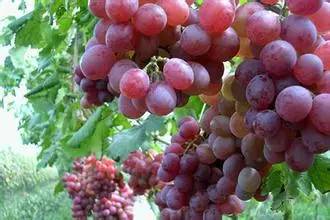 調(diào)香中常見(jiàn)水果的香料成分 調(diào)香中常見(jiàn)水果的香料成分