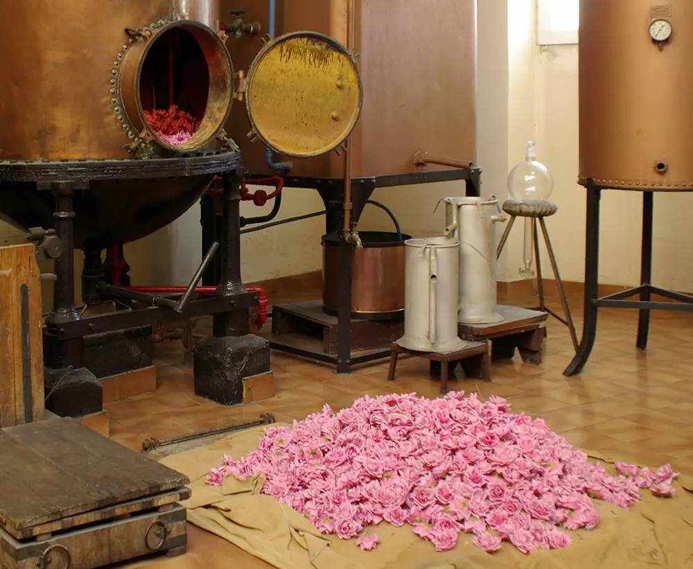 一瓶香水里究竟用了多少朵玫瑰？