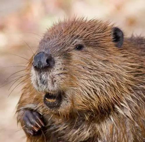 重口味香料——海貍香 重口味香料——海貍香