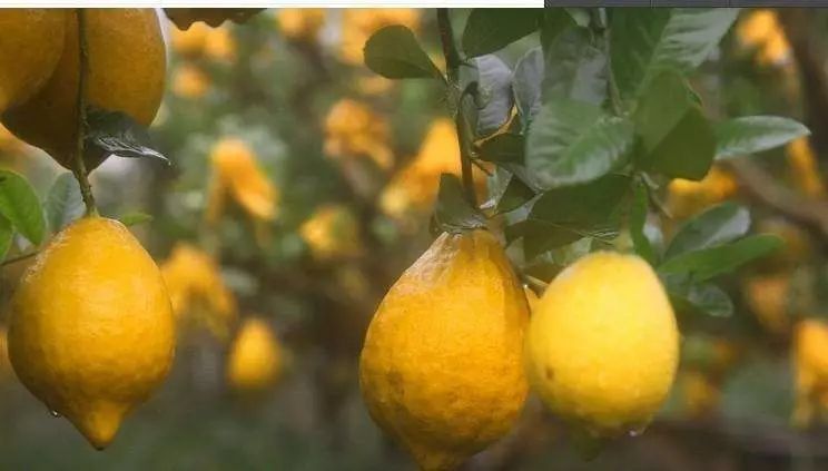 陽光中的“佛手柑”，在拿破侖時期風靡“全城”