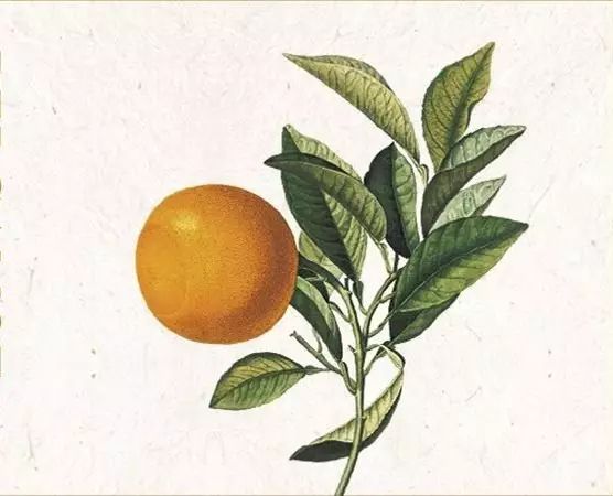 陽光中的“佛手柑”，在拿破侖時期風靡“全城”