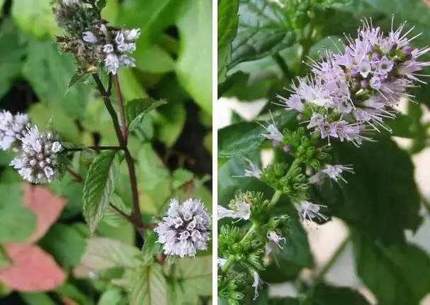 大熱天的，正是聊薄荷的時候