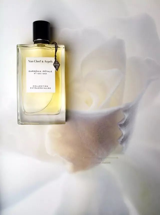 梔子花|4月過(guò)半，純白季即將來(lái)襲，請(qǐng)你穿上“梔子花”入夢(mèng)！