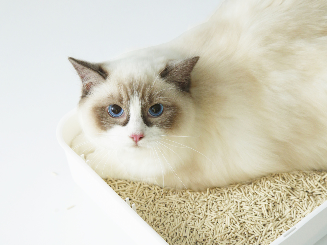關(guān)乎貓咪排泄健康！一款好貓砂該怎么選？