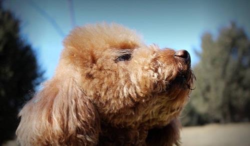 養(yǎng)寵小知識：泰迪沐浴露分顏色嗎，灰貴適合用什么沐浴露